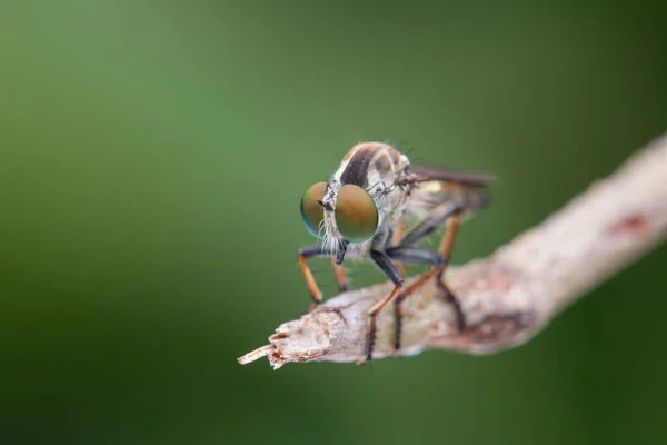 Macro Detalle Imagen Una Hermosa Mosca Ladrón Colgando Las Ramas — Foto de Stock