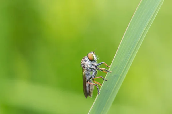 Macro Detalle Imagen Una Hermosa Mosca Ladrón Colgando Las Ramas — Foto de Stock