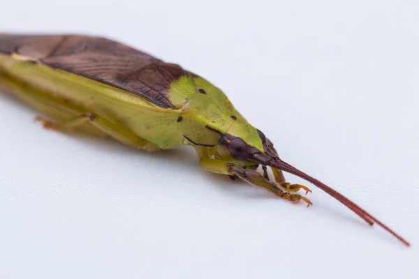 Macro Imagen Katydid Sobre Fondo Blanco Naturaleza Wildlife Concept —  Fotos de Stock