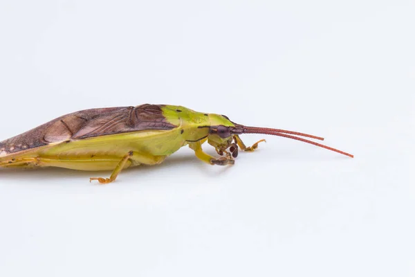 Makroaufnahme Von Katydid Auf Weißem Hintergrund Nature Wildlife Concept — Stockfoto