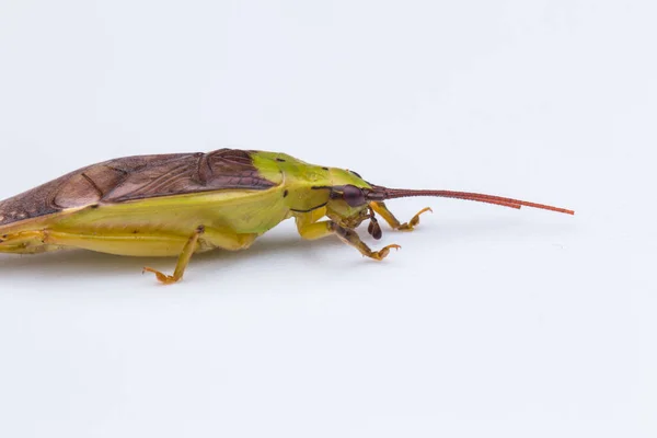 Macro Imagen Katydid Sobre Fondo Blanco Naturaleza Wildlife Concept —  Fotos de Stock