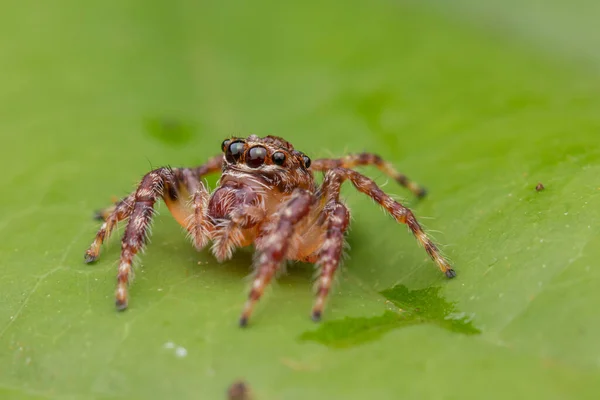 Hermosa Araña Salto Araña Salto Primer Plano Concepto Vida Silvestre —  Fotos de Stock