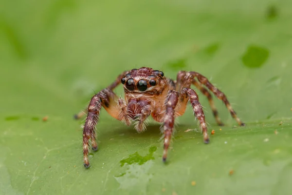 Όμορφη Jumping Spider Close Jumping Spider Jumping Spider Φύση Έννοια — Φωτογραφία Αρχείου