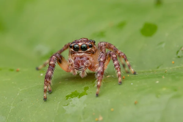 Hermosa Araña Salto Araña Salto Primer Plano Concepto Vida Silvestre —  Fotos de Stock