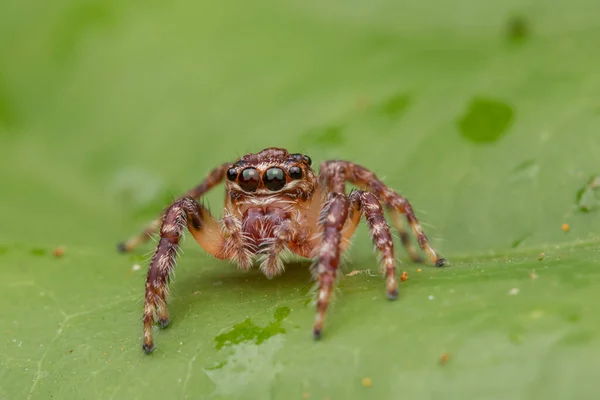 Piękny Pająk Skokowy Pająk Skokowy Bliska Koncepcja Przyrody Skokowej Spider — Zdjęcie stockowe