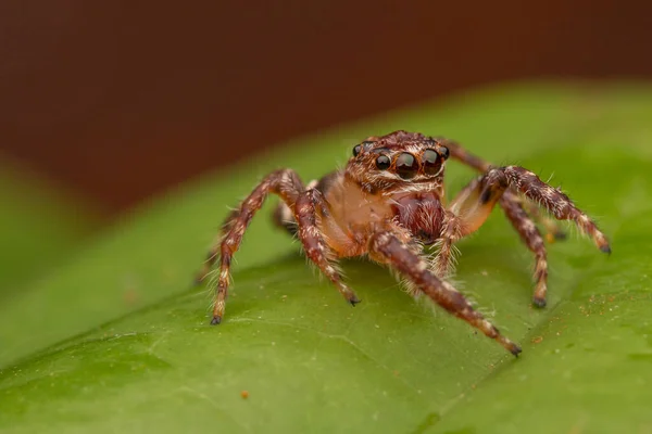 Piękny Pająk Skokowy Pająk Skokowy Bliska Koncepcja Przyrody Skokowej Spider — Zdjęcie stockowe