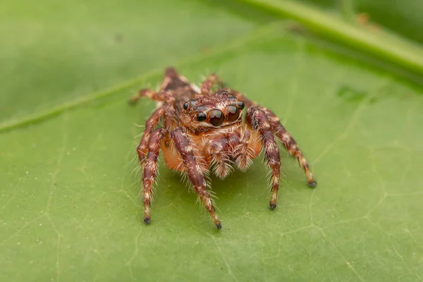 Belle Araignée Sauteuse Gros Plan Araignée Sauteuse Saut Spider Nature — Photo