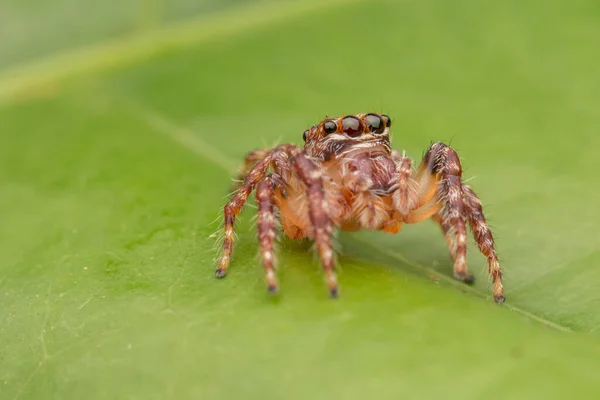Piękny Pająk Skokowy Pająk Skokowy Bliska Koncepcja Przyrody Skokowej Spider — Zdjęcie stockowe