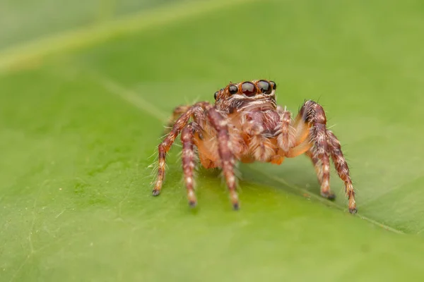 Beautiful Jumping Spider Close Jumping Spider Jumping Spider Nature Wildlife — стоковое фото