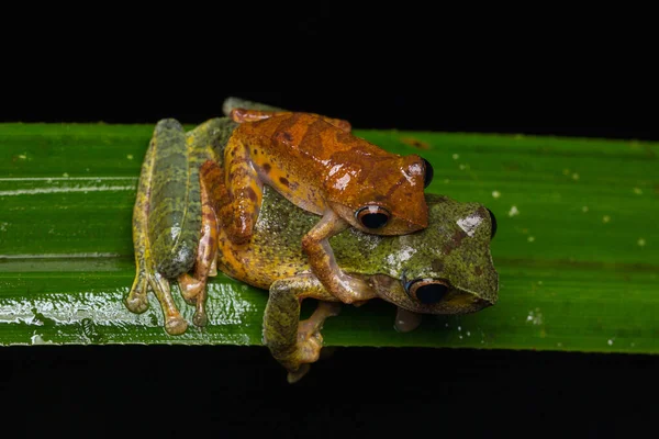 Frog Maiting Borneu Close Frog Maiting Borneo Masked Tree Frog — Stock fotografie