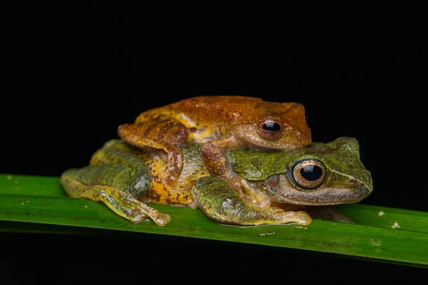 Frog Maiting Borneo Close Frog Maiting Bornéu Sapo Árvore Mascarada — Fotografia de Stock