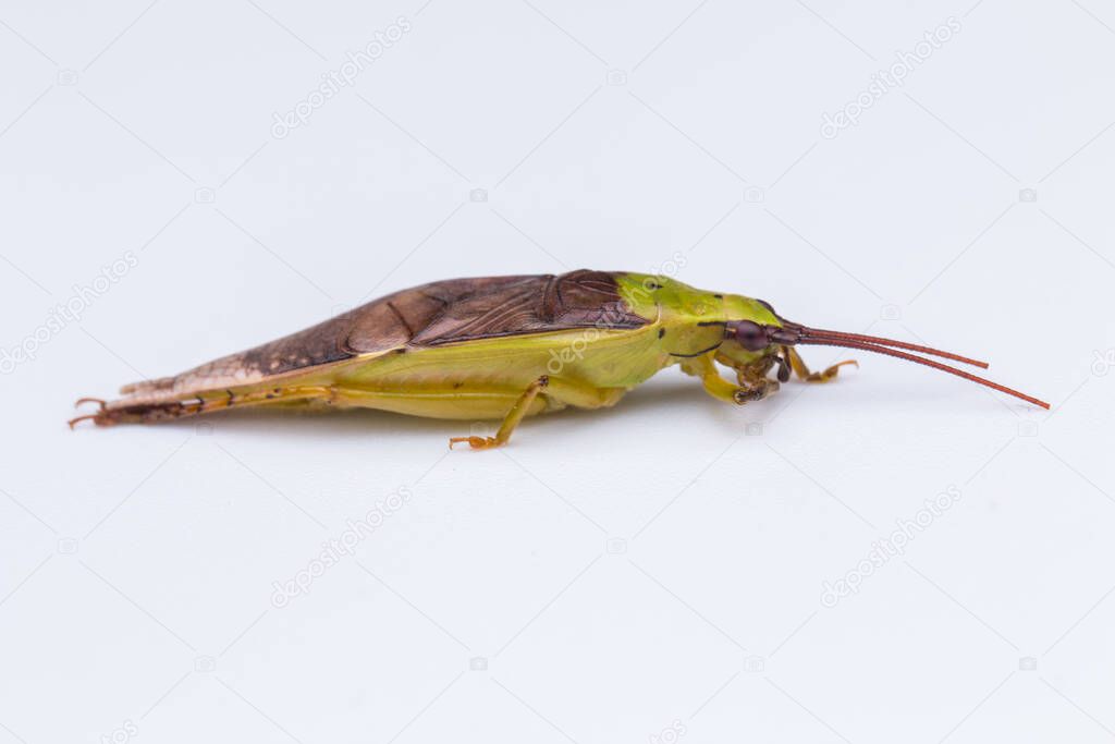 Macro Image of Katydid on white background-Nature Wildlife Concept