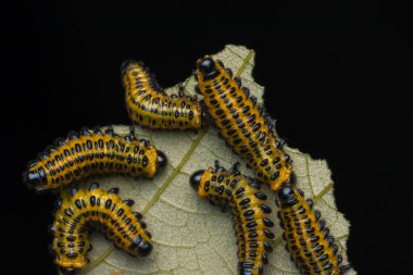 Yapraklar üzerinde bir grup testere larvası (seçici odak) - Doğa yaban hayatı kavramı