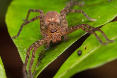 Hunstman Spider on green Leaves, Beautiful Spider in Morning, Borneo (Seçici Odak)