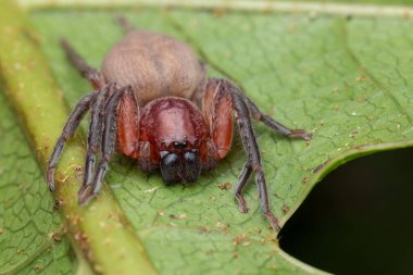 Hunstman Spider on green Leaves, Beautiful Spider in Morning, Borneo (Seçici Odak)