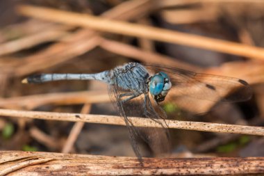 Güzel yusufçuk, dallardaki yusufçuk doğa konsepti.