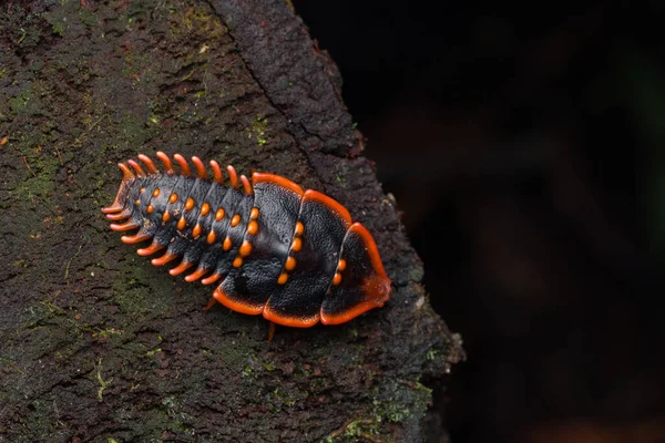 Close Inseto Trilobite Beetle Inseto Raro Conceito Vida Selvagem Bornéu — Fotografia de Stock