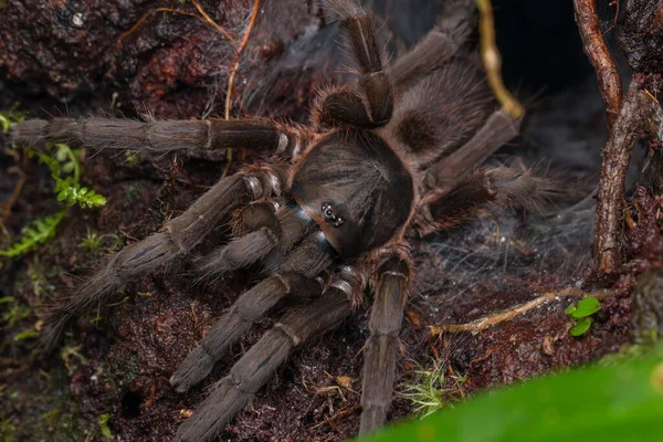 Tarantula Spider Borneo Nature — 스톡 사진