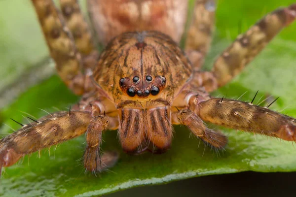 Hunstman Spider Sur Feuilles Vertes Belle Araignée Sabah Bornéo Focus — Photo