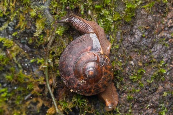 Macro Image Snail Borneo Nature Wildlife Concept — 스톡 사진