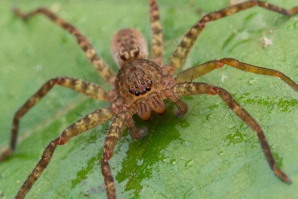 Hunstman Spider Auf Grünen Blättern Schöne Spinne Sabah Borneo Selektiver — Stockfoto