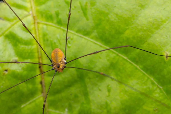 생태계에 거미의 — 스톡 사진