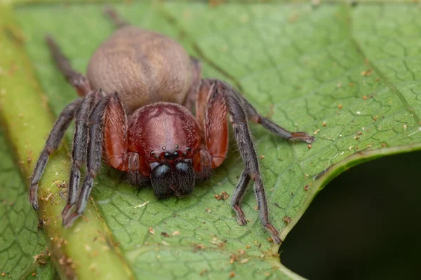 Hunstman Spider Sur Feuilles Vertes Belle Araignée Sabah Bornéo Focus — Photo