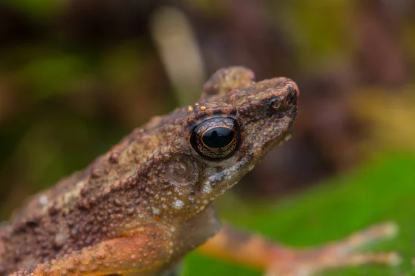 Naturbild Des Frosches Auf Sabah Borneo Insel Nature Wildlife Konzept — Stockfoto