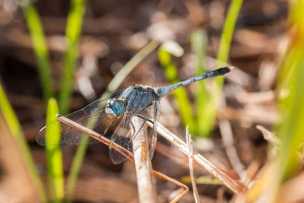 Nahaufnahme Von Schöne Libelle Libelle Auf Ästen Wildtierkonzept Der Natur — Stockfoto