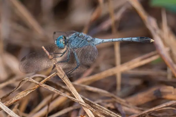 Nahaufnahme Von Schöne Libelle Libelle Auf Ästen Wildtierkonzept Der Natur — Stockfoto