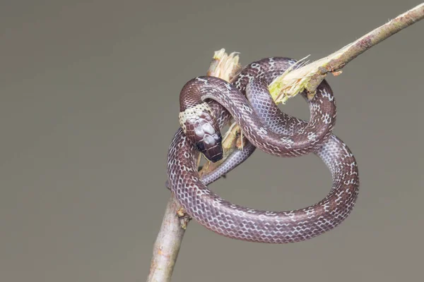 Detailní Záběr Malého Hada Zeleném Listu Common Wolf Snake — Stock fotografie