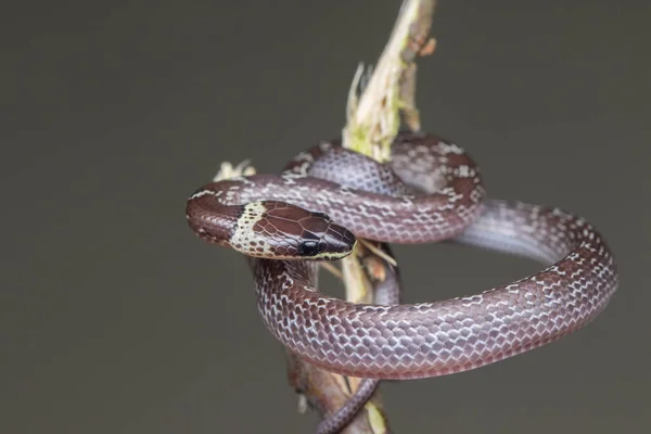 Close Small Snake Green Leaf Common Wolf Snake — Stock Photo, Image