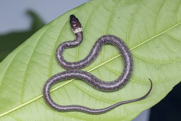 Detailní Záběr Malého Hada Zeleném Listu Common Wolf Snake — Stock fotografie