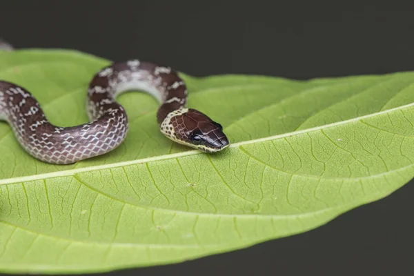 Gros Plan Petit Serpent Sur Feuille Verte Serpent Loup Commun — Photo