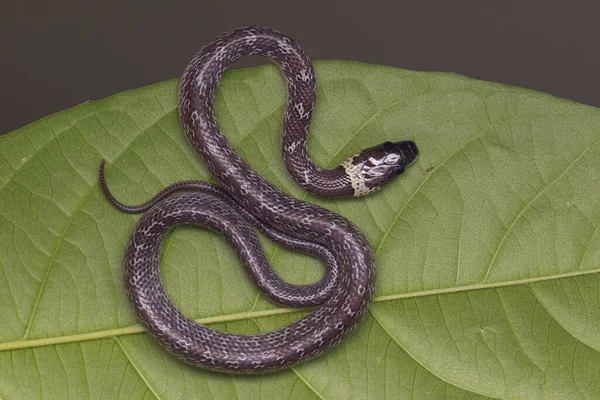 Primer Plano Serpiente Pequeña Hoja Verde Serpiente Lobo Común — Foto de Stock