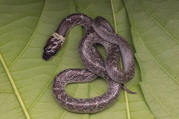 Primer Plano Serpiente Pequeña Hoja Verde Serpiente Lobo Común —  Fotos de Stock