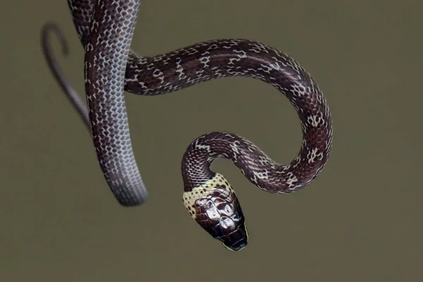 Close Pequena Cobra Folha Verde Cobra Lobo Comum — Fotografia de Stock