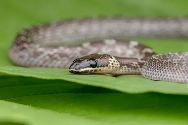 Змія Мала Зеленому Листі Common Wolf Snake — стокове фото