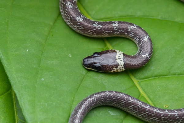 Detailní Záběr Malého Hada Zeleném Listu Common Wolf Snake — Stock fotografie