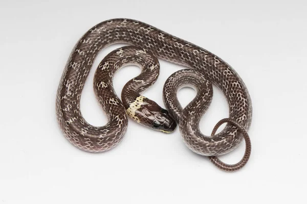 Common Wolf Snake — 스톡 사진