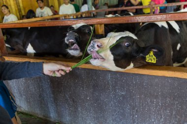 Bir el, küçük bir ineğe yemesi için ot veriyor. Seyahat kavramı.