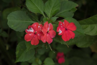 Borneo Adası Seyahat Konsepti 'nin güzel bahçe dekorasyonu.