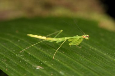 Borneo Adası Doğa Konseptinde yaprak üzerinde yeşil peygamber devesi sahnesi