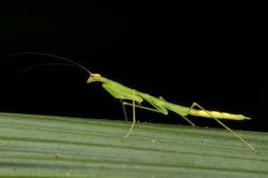 Borneo Adası Doğa Konseptinde yaprak üzerinde yeşil peygamber devesi sahnesi