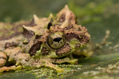 Yosunlu Ağaç Kurbağası 'nın Makro Görüntüsü: Rhacophorus everetti. Sabah, Borneo. Geceleri çekilen Borneo 'nun sevimli yosunlu ağaç kurbağası.