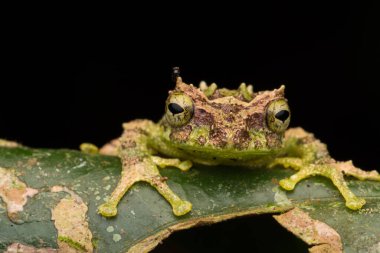 Yosunlu Ağaç Kurbağası 'nın Makro Görüntüsü: Rhacophorus everetti. Sabah, Borneo. Geceleri çekilen Borneo 'nun sevimli yosunlu ağaç kurbağası.