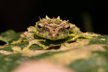 Yosunlu Ağaç Kurbağası 'nın Makro Görüntüsü: Rhacophorus everetti. Sabah, Borneo. Geceleri çekilen Borneo 'nun sevimli yosunlu ağaç kurbağası.