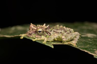 Yosunlu Ağaç Kurbağası 'nın Makro Görüntüsü: Rhacophorus everetti. Sabah, Borneo. Geceleri çekilen Borneo 'nun sevimli yosunlu ağaç kurbağası.