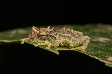 Yosunlu Ağaç Kurbağası 'nın Makro Görüntüsü: Rhacophorus everetti. Sabah, Borneo. Geceleri çekilen Borneo 'nun sevimli yosunlu ağaç kurbağası.