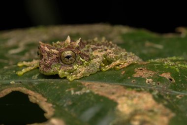 Yosunlu Ağaç Kurbağası 'nın Makro Görüntüsü: Rhacophorus everetti. Sabah, Borneo. Geceleri çekilen Borneo 'nun sevimli yosunlu ağaç kurbağası.